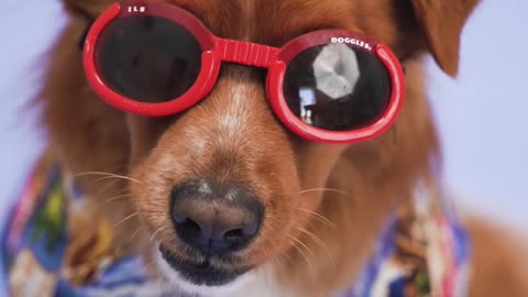 Funny Dog Enjoy Video