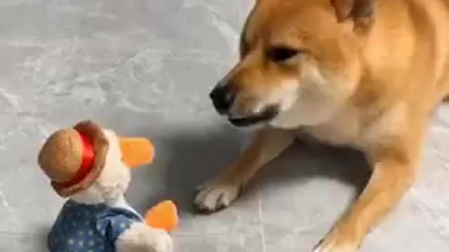 Omg so funny dog# dogs