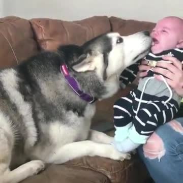 The dog kissed the baby, the baby cried, and the dog almost stood up haha