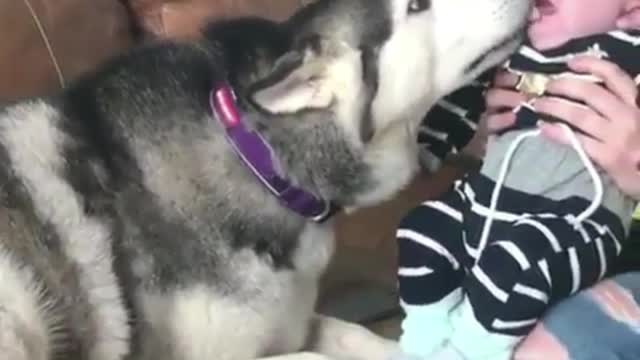 The dog kissed the baby, the baby cried, and the dog almost stood up haha