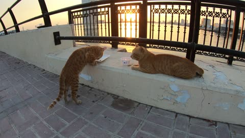 CHRIS MARTIN & ED SHEERAN - Homeless cats in Ras Al Khaimah, UAE #cat #cats #EdSheeran #ChrisMartin