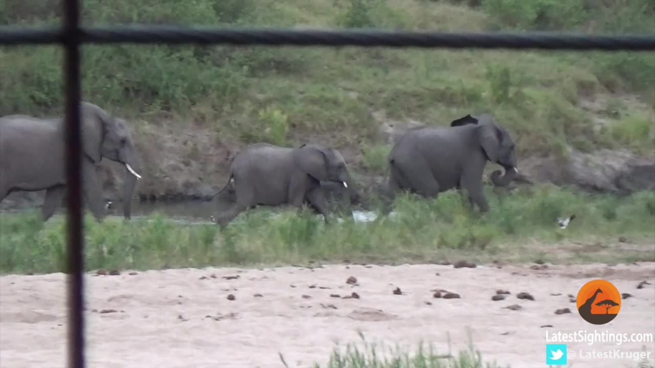 Baby Elephant's Excitement Results In An Adorable Tumble Downhill