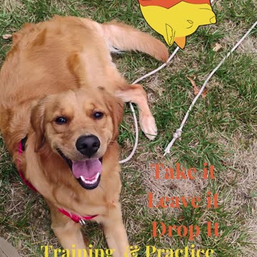 Remi Jean Training and Practice