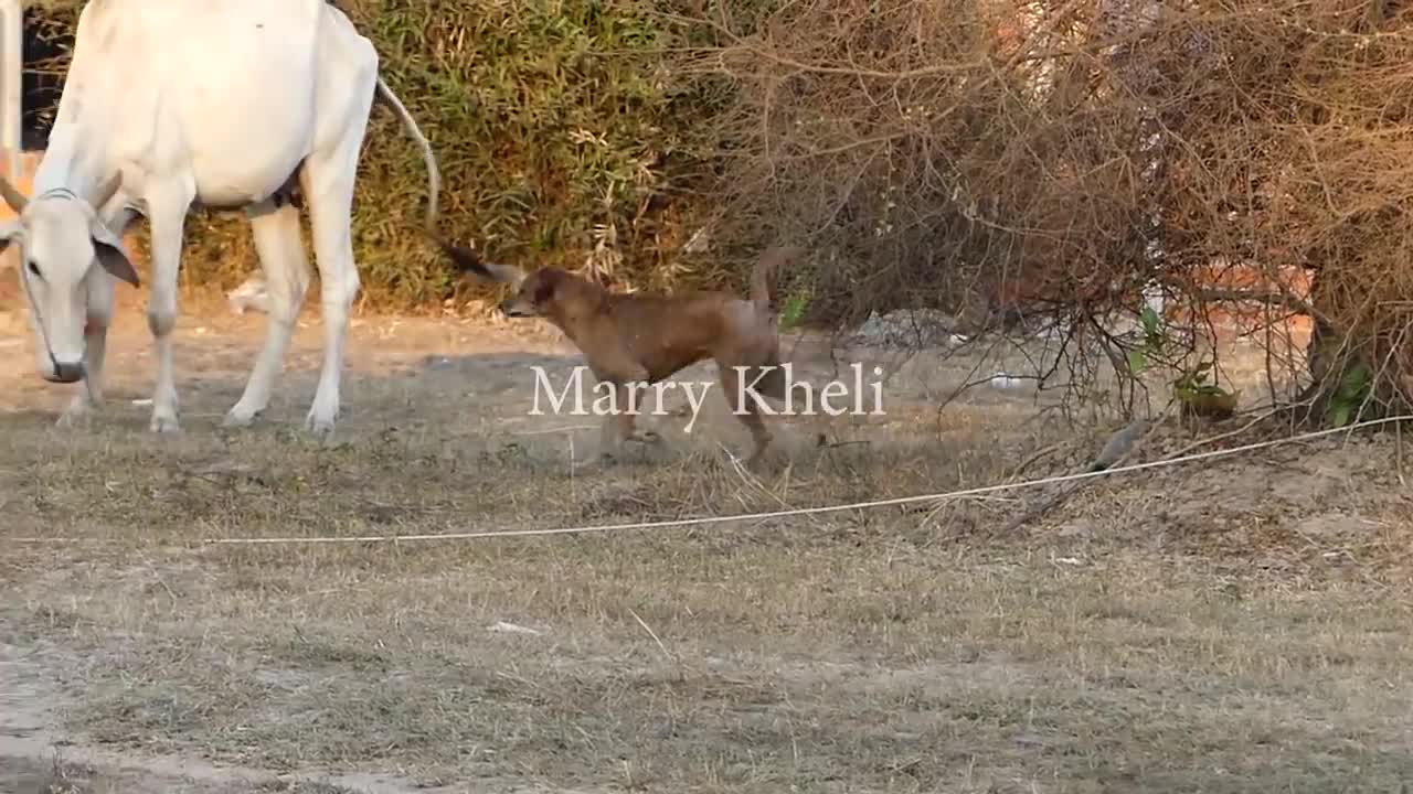 CUTE DOGS GETTING FIGHTING BECAUSE OF JEALOUS