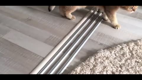 Funny kittens compilation, making our day better.