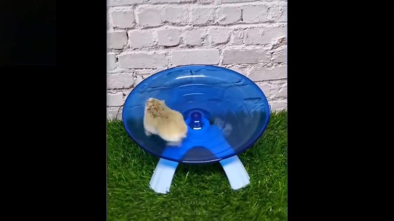 Cute And Funny Pets Video.try not to laugh to these pets compilation