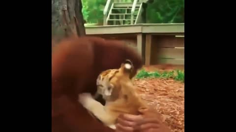 Funny animals