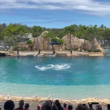 Dolphins show in SeaWorld