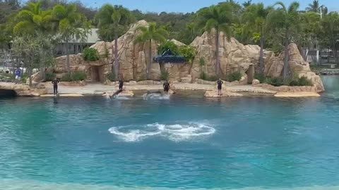 Dolphins show in SeaWorld