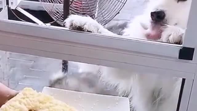 funny animals comedy