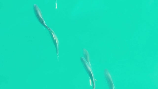 An overhead shot of a school of roosterfish