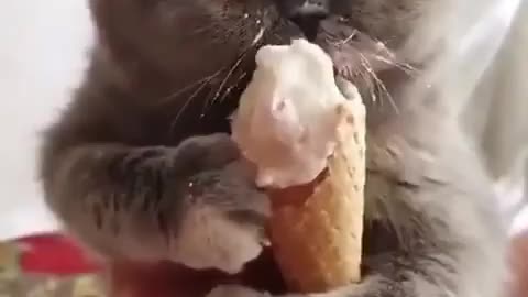 Confess which of you loves ice cream as much as this cat