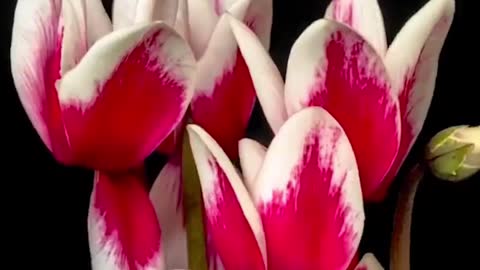 Patterns in Nature: Flowering Plants