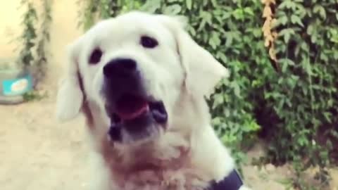 Golden retriever misses a treat thrown at him
