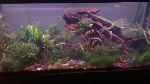 Aquarium video 10/2022