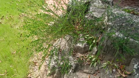 Look at this plant growing on the rockery