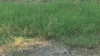 Baby bunnies in front yard