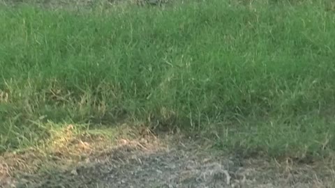 Baby bunnies in front yard