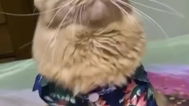 Watch till the end!!funny baby cat🐈