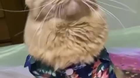 Watch till the end!!funny baby cat🐈