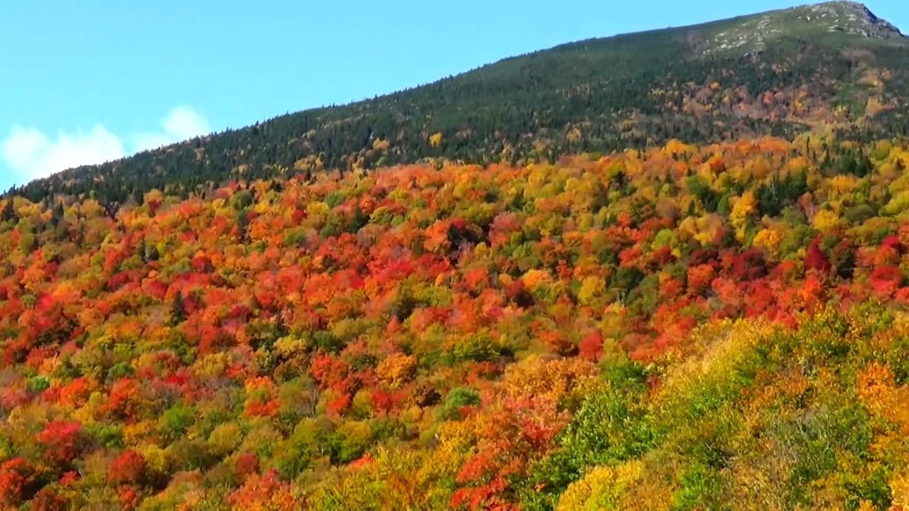 Fall Foliage
