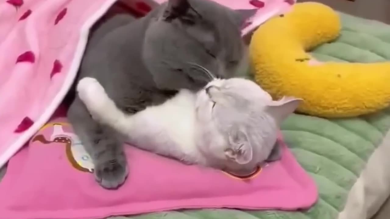 👩🏼‍❤️‍💋‍👨🏽Mr. and Mrs. Kitty1️⃣ #cat #adorably #cute #pets #adorableandfunny #adorablepets #funny