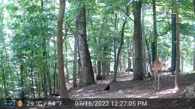 The Woods - 07/17/2022