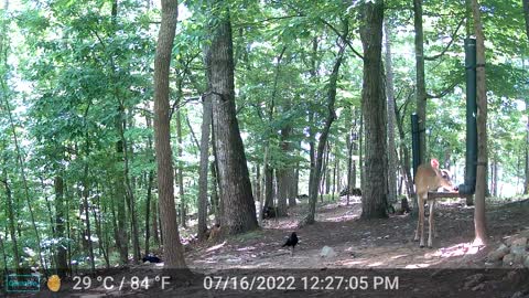 The Woods - 07/17/2022