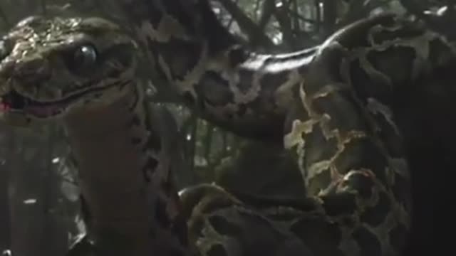 largest snake python in this world