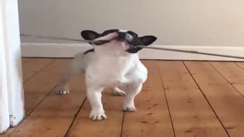 Funny Animal Videos Compilation Video