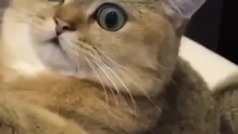 Funny cats