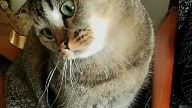 You have your Monkey King, I have my cat to guard