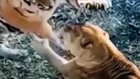 LION ATTACK TIGER #shorts #animal #shortvideo #vs