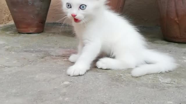 Cat video Playing Beautifull cat video Playing Beautifull cat