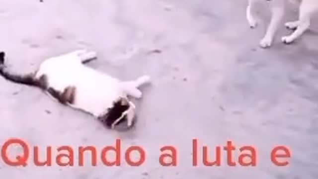 Quando a luta e combinada