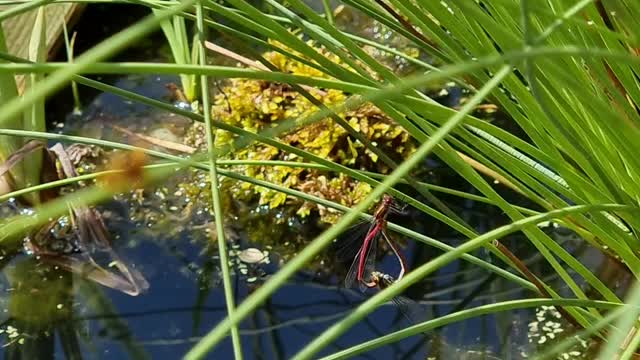 RED DAMSELFLYS MATING BY MY POND