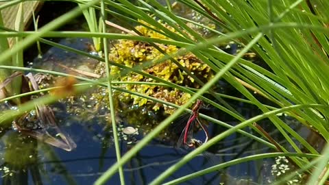 RED DAMSELFLYS MATING BY MY POND