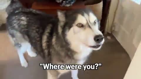 Coming Home To My Husky After Viewing Houses For Him!