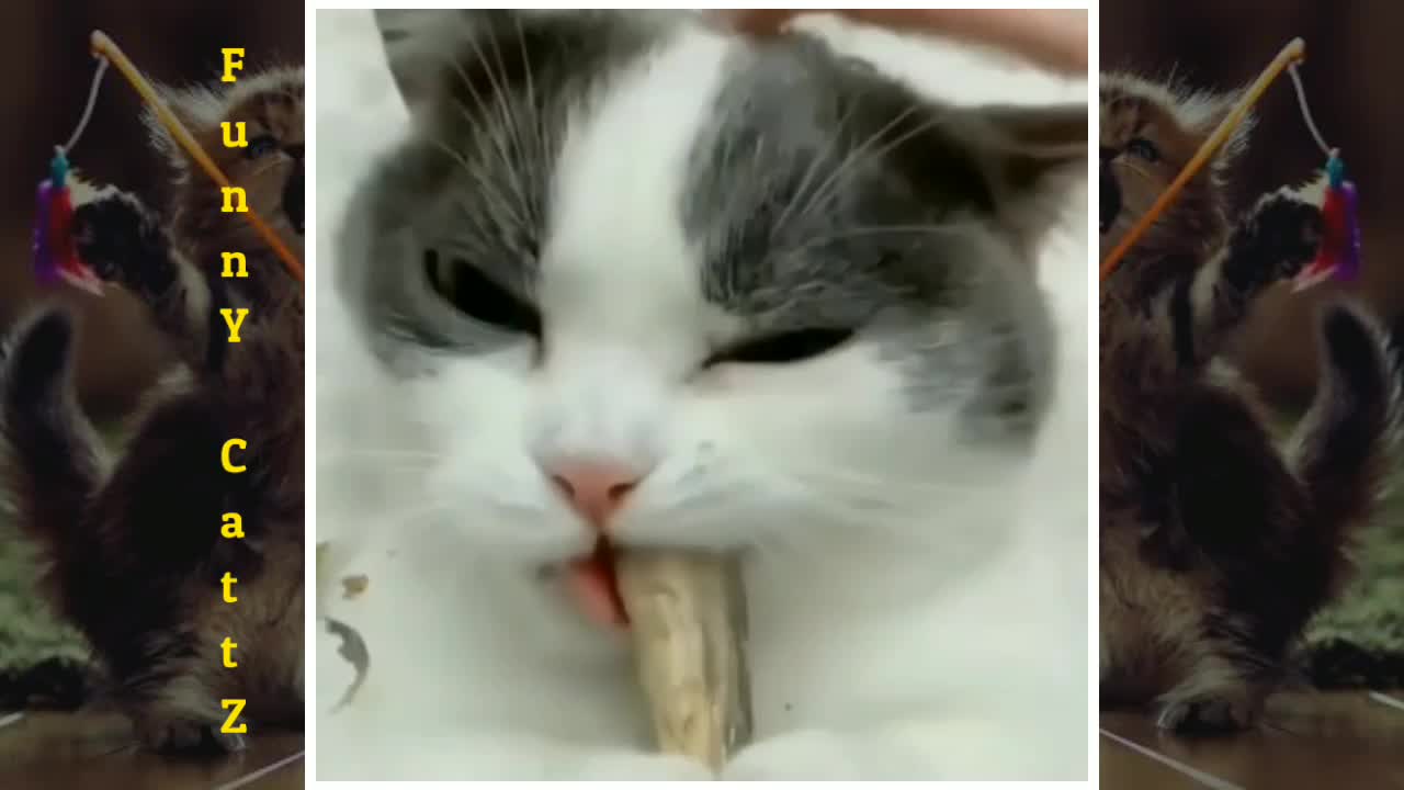 funny cat animal videos The cutest cat behavior