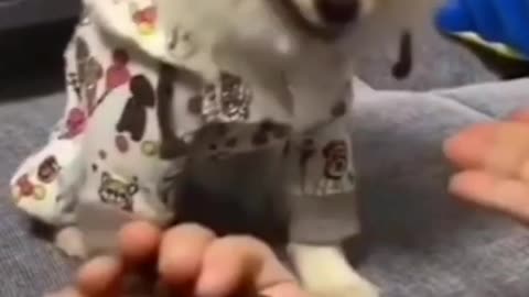 Cute funny dog