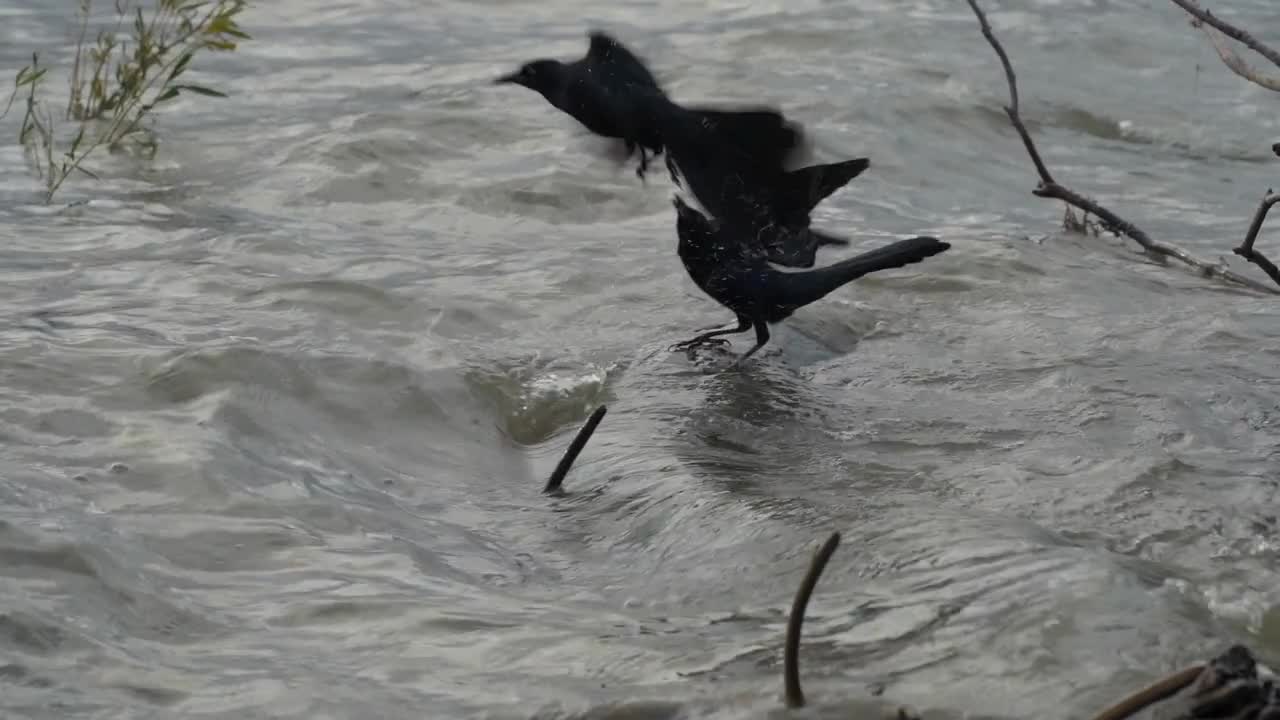 Slow Motion of Grackle Birds and Mallard Ducks at White Rock Lake Dallas Texas