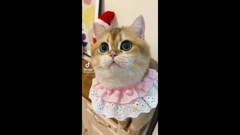 Cute Cats -Cute Pets -Funny animals #cutecats