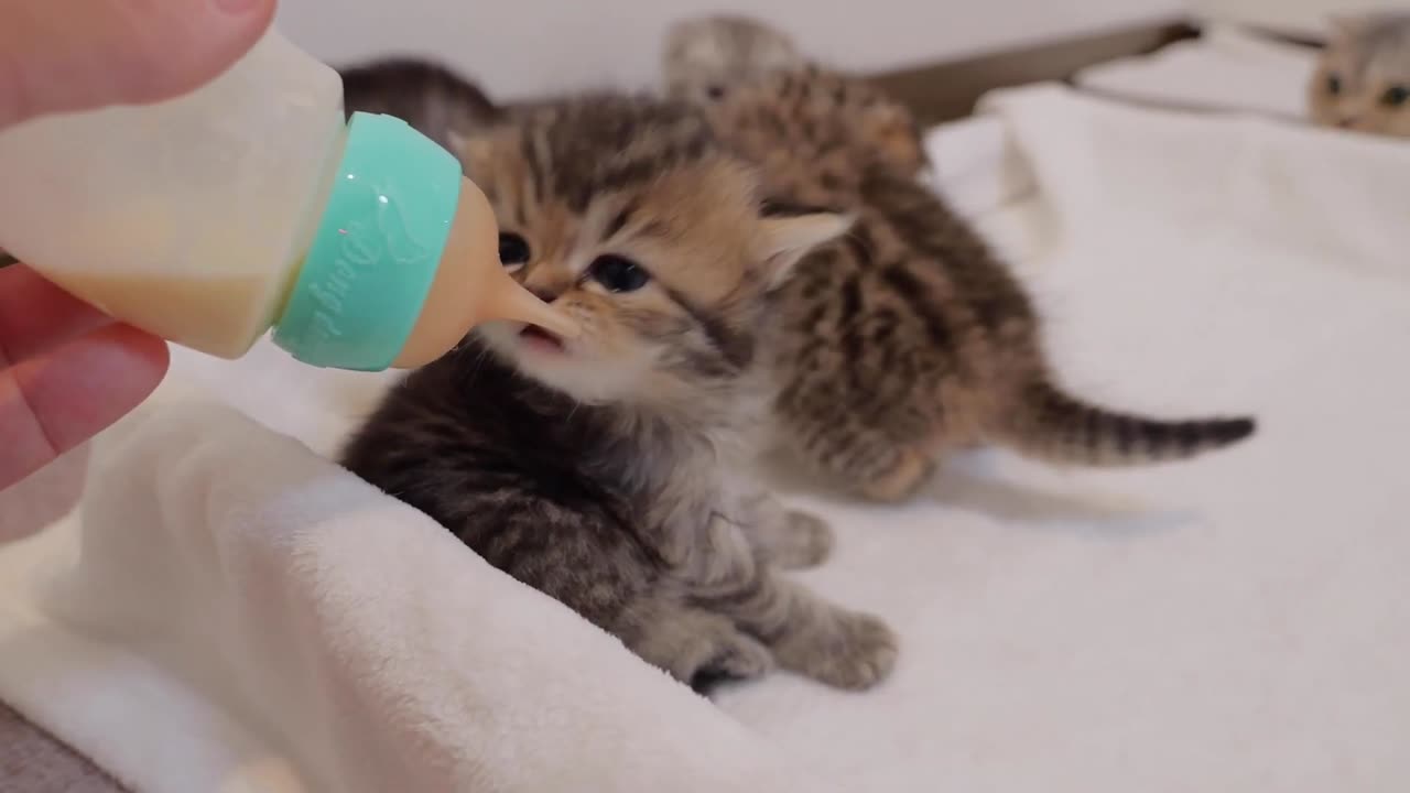 The kittens were so excited to have their first milk_ they were so cute_