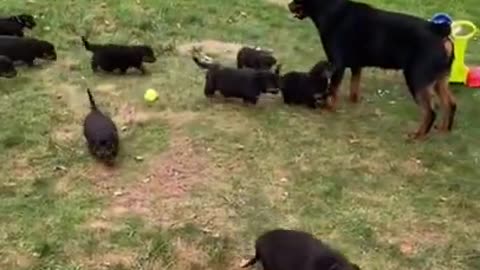 Rottie Mum Meets Puppies For The First Time 🐶 #Shorts #rottweiler #dogs