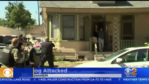 Caught On Video: Police K-9 Attacked By Pit Bull In Anaheim