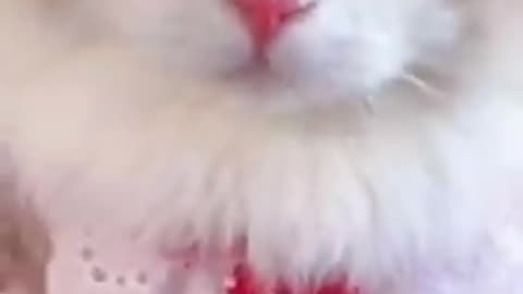 Aww cute cat videos funny Vol5❤️ Cat Cash Compilation chines💚 Tiktok Cat Meow #cat #shorts