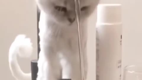 I can't stop laughing 😂🚫funny cat