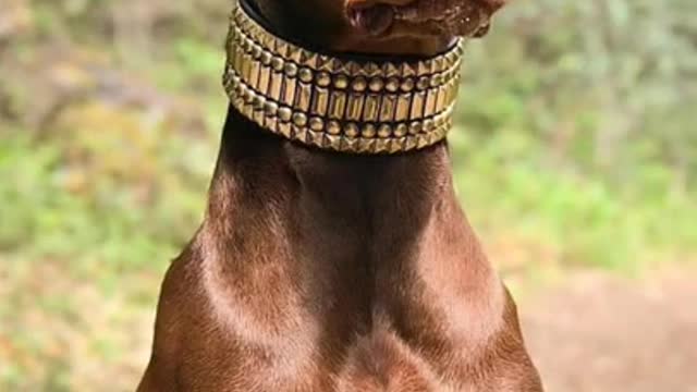 Doberman