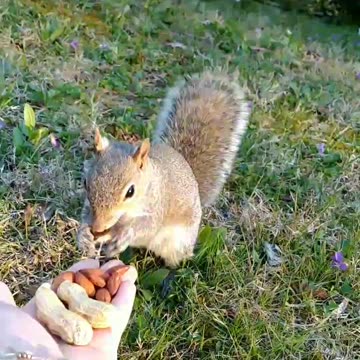 Almonds and peanuts for Mika The Squirrel 🐿️.
