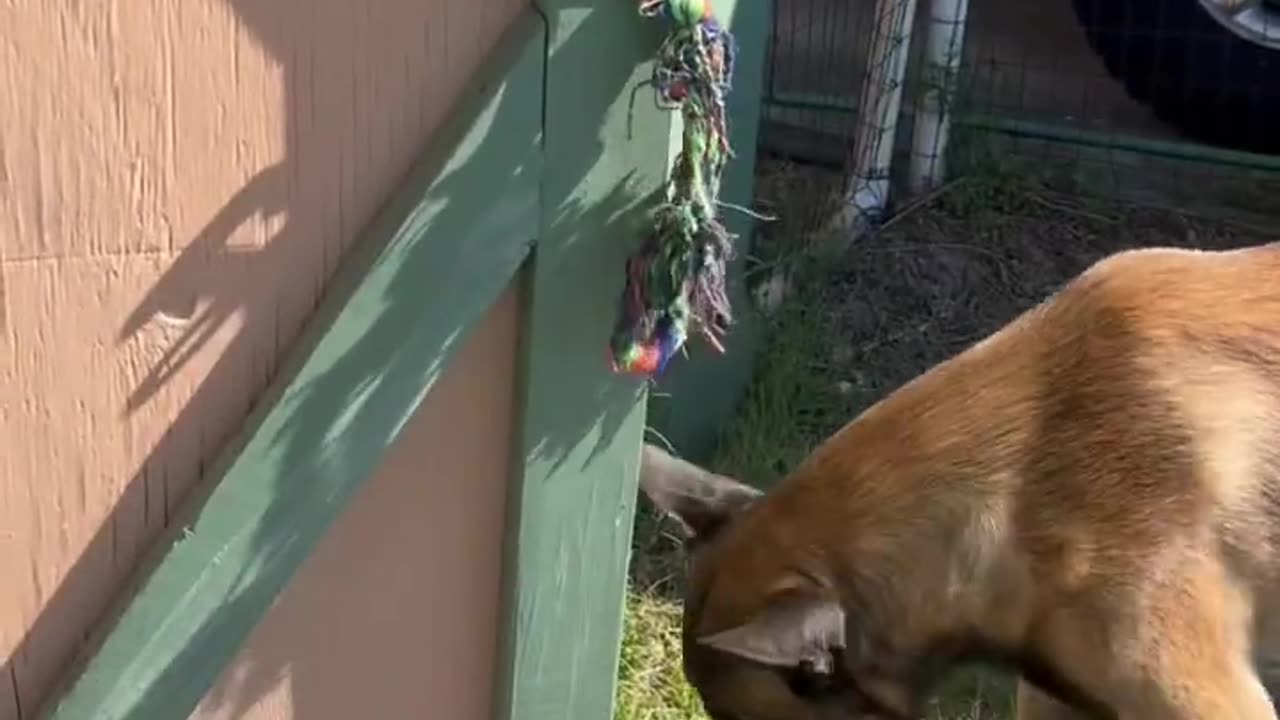 Dog Collects Eggs From Chicken Coop #dog #doglife #smartdog